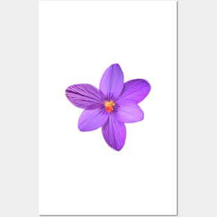 Natural corsican Saffron flower Posters and Art